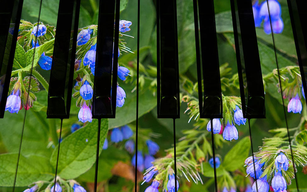 Piano keys in the decor of spring and flowers