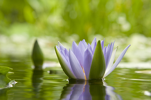 Water Lily in Pond