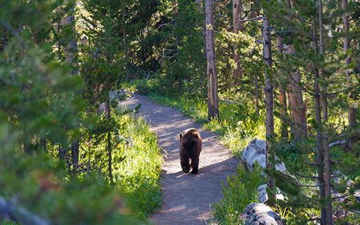 A grizzly walking away on a path