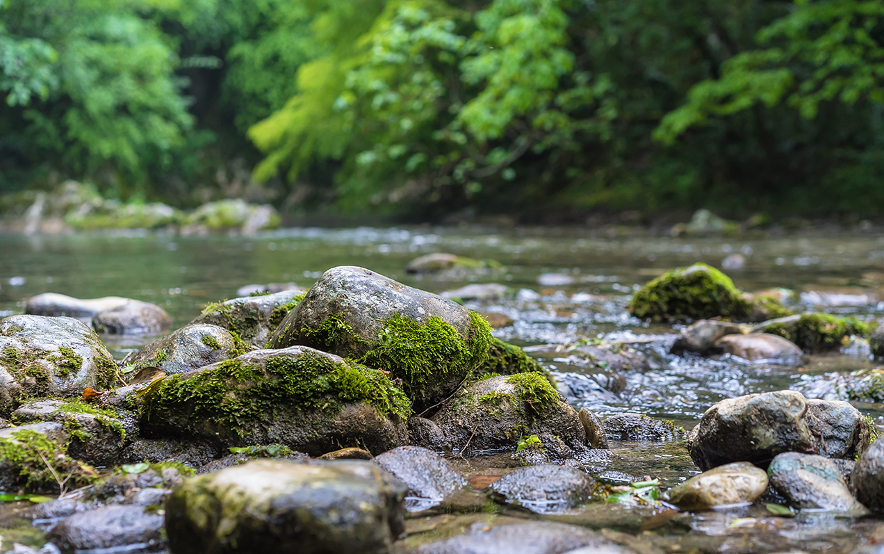 Mountain river flowing through the green forest. Rapid flow over rock covered with moss